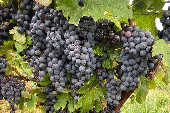 Epic Wine and Waterfall Tour - Floral Clock Stop: A Quick Reset on Your Way to Town (Free)