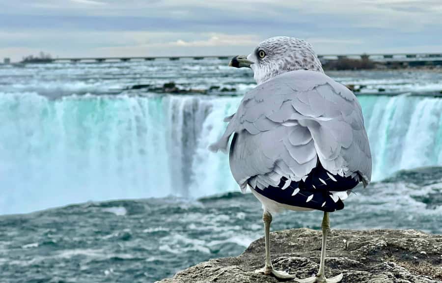 From Toronto: Niagara Falls Tour + Boat Ride and/or Journey - Price and value: where $55 goes, and why it can feel fair