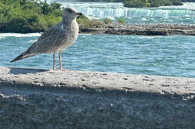 Hornblower Boat and Walking Tour of Niagara Falls - Weather and wet-foot strategy: pack like you mean it