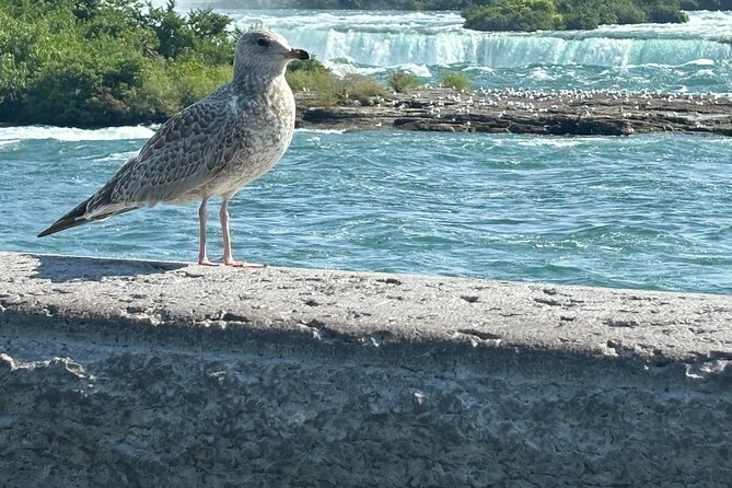 Hornblower Boat and Walking Tour of Niagara Falls - Price and value at about $89: what you’re paying for (and what you aren’t)