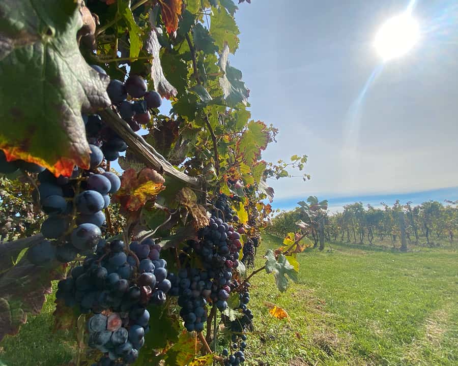 Niagara: A Twilight Wine Adventure With 3-Course Dinner - Who this tour fits best (and who should think twice)