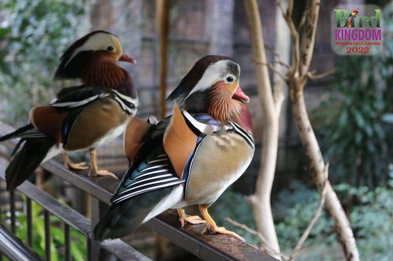 Niagara Falls, Canada: Bird Kingdom Entry Ticket - Should you book Bird Kingdom entry tickets?