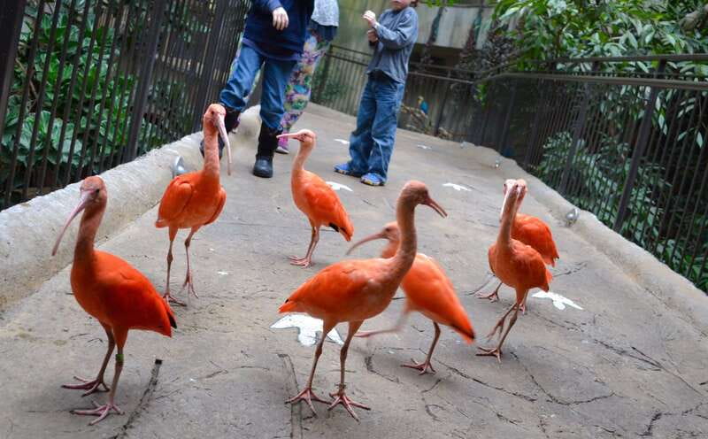 Niagara Falls, Canada: Bird Kingdom Entry Ticket - The pathway loop: where to slow down for the best bird action