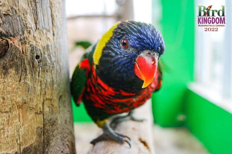 Niagara Falls, Canada: Bird Kingdom Entry Ticket - Night Jungle ruins: the quieter, stranger side of the attraction