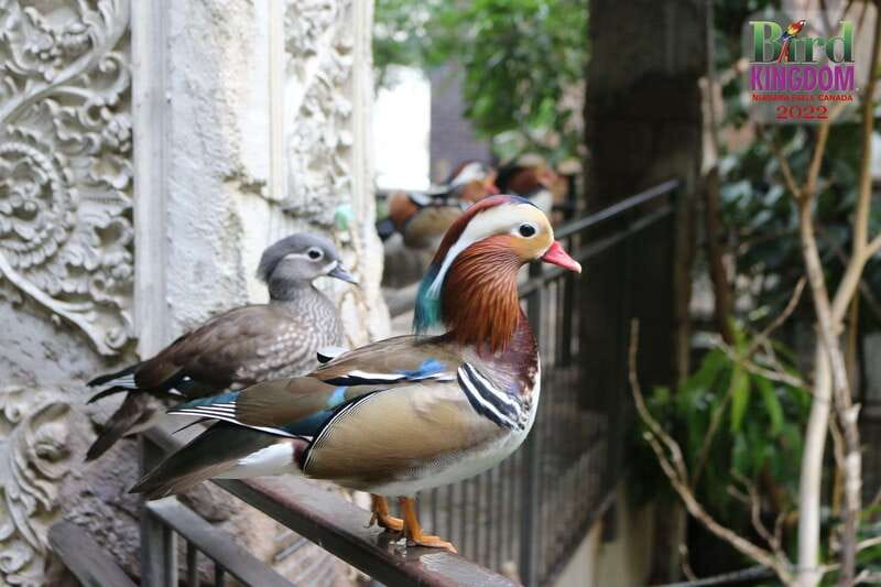 Niagara Falls, Canada: Bird Kingdom Entry Ticket - Where Bird Kingdom fits best (and where it might not)