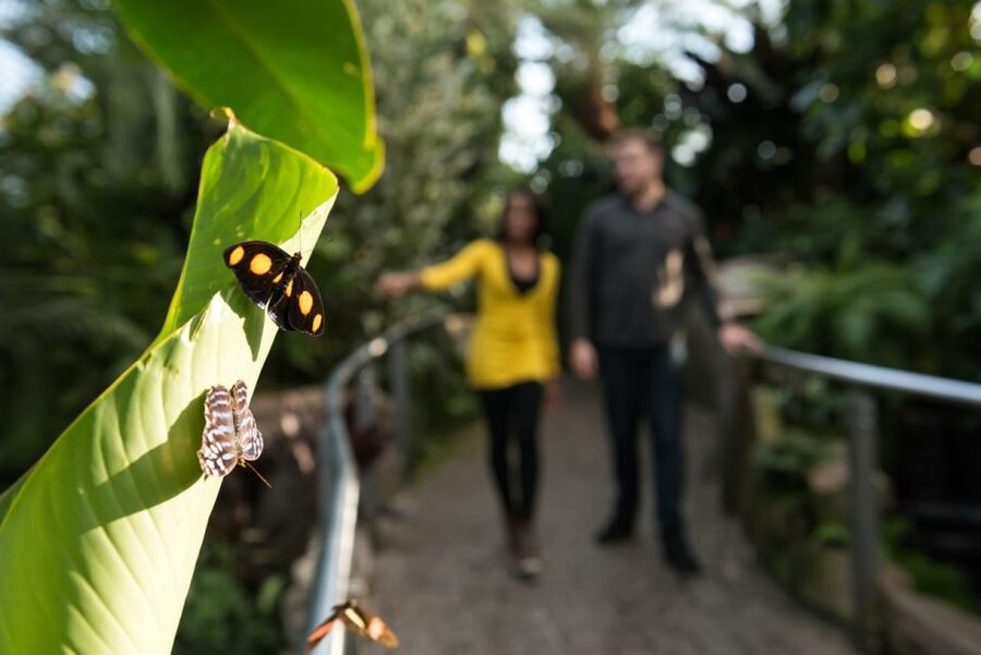 Niagara Falls, Canada: Butterfly Conservatory Admission - Key things that make this ticket worth it