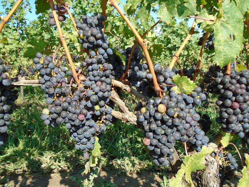 Niagara Falls, Canada: Full-Day Private Winery Tour - Why A Private Niagara Wine Tour Feels Easier Than DIY