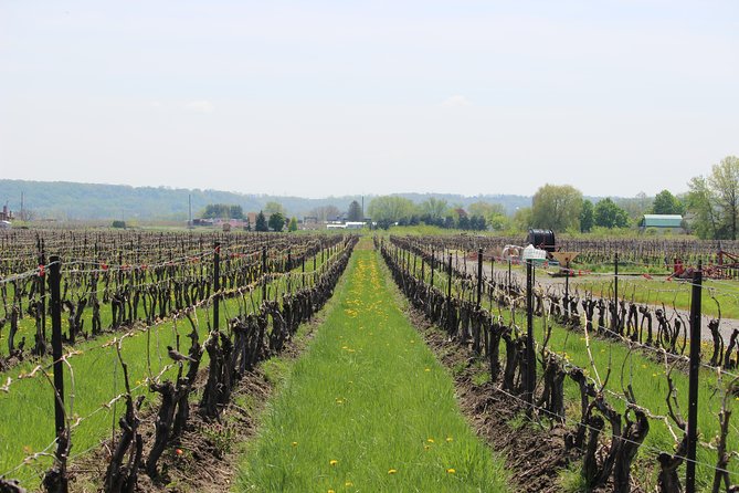 Niagara-on-the-Lake Grape to Glass Wine Experience - Should you book the Between the Lines Grape to Glass tour?