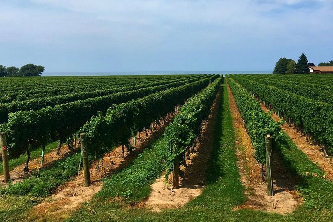 Niagara-On-The-Lake Guided Wine and Charcuterie Full-Day Tour - Stop 4: Reif Estate Winery and the “taste the vineyard” approach