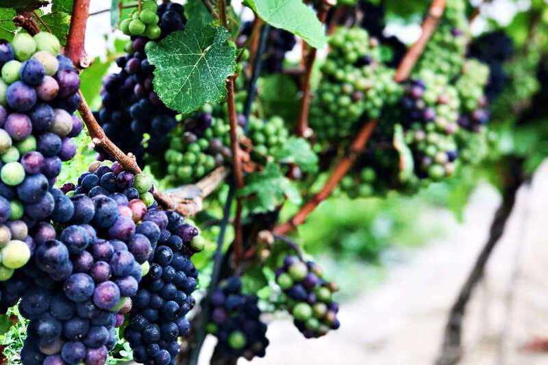 Niagara-on-the-Lake: Half-Day Wine, Beer & Charcuterie Tour - Timing, pacing, and what to do if you care about shopping