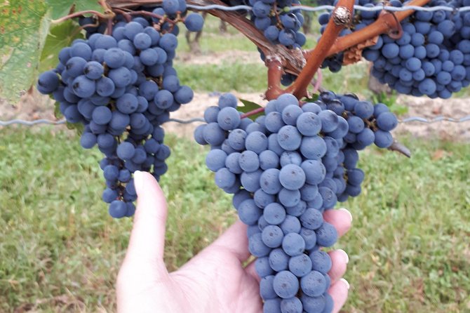 Niagara-on-the-Lake Wine Aft Tour with Cheese from Niagara Falls - What you’ll taste: Ontario VQA styles that teach you fast