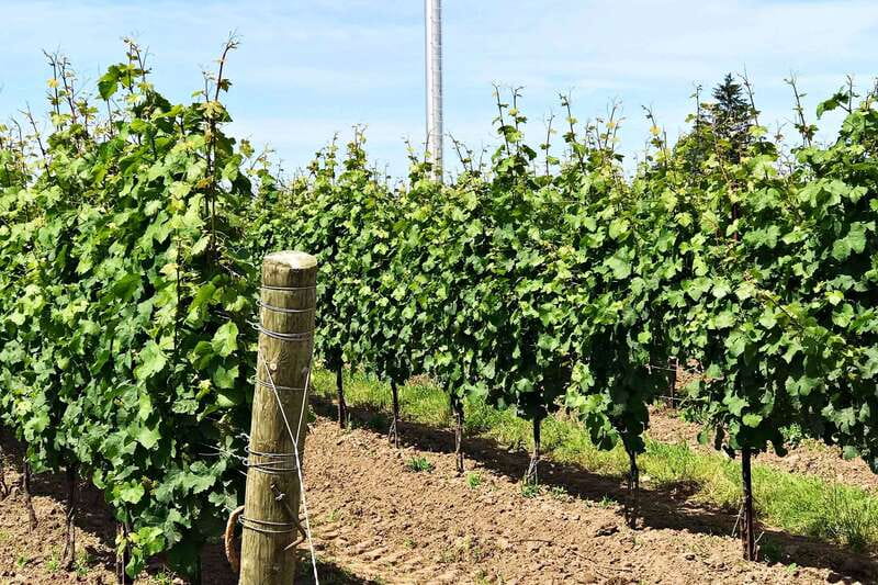Niagara-on-the-Lake: Wine & Charcuterie Tour with Tastings - The Tastings: How to Get More From 9–12 Wines