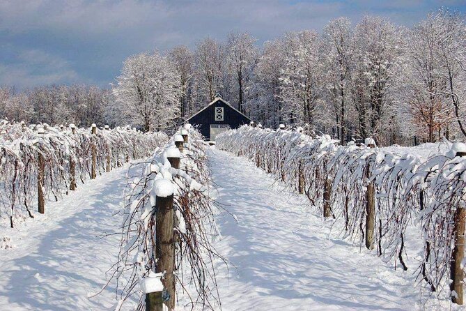 Niagara Wine Tour and Tastings with Transportation - Reif Estate on the Niagara Parkway: barrel rooms and “ask a lot” energy