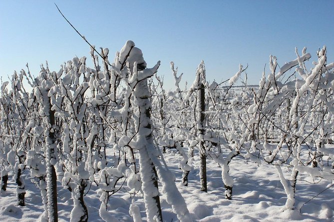 Private Niagara Ice Wine Tour - Pickup, Minivan Comfort, and Why the 5–6 Hour Timing Matters