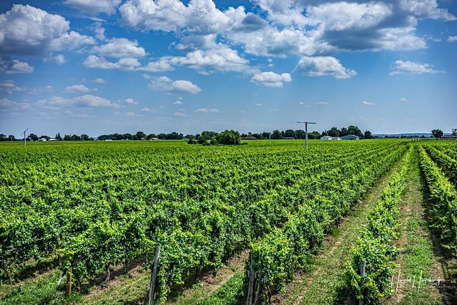 Private Wine and Chocolate Tour in Niagara Wine Region - Legends, Peninsula Ridge, Mountain Road, Tawse, Malivoire: The Middle of the Day Gets Better