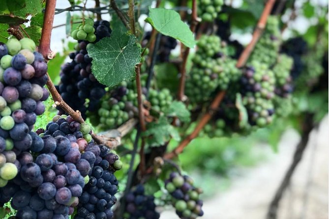 Private Wine & Charcuterie Tour (Customizable) - Why this Niagara-on-the-Lake wine tour feels easier than DIY