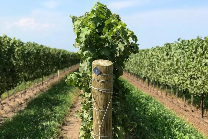 Private Wine & Charcuterie Tour (Customizable) - Pillitteri Estates: the 4-wine tasting choice makes it feel personal