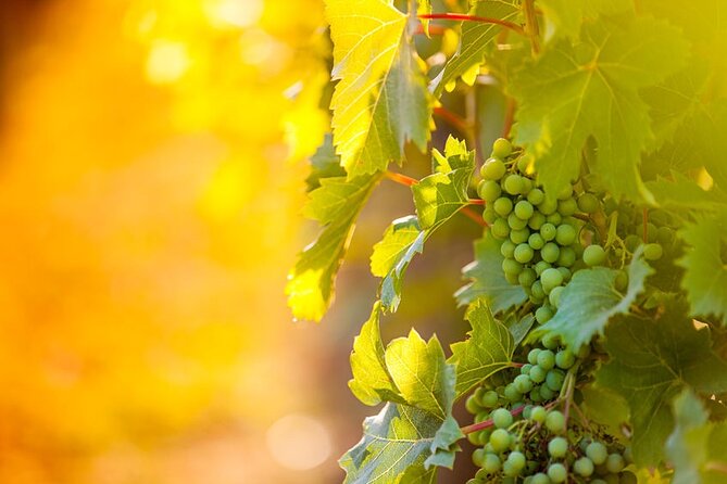 Private Wine Tour in Niagara-on-the-Lake w/ cheese & charcuterie - Picking your 3 wineries from a big Niagara menu