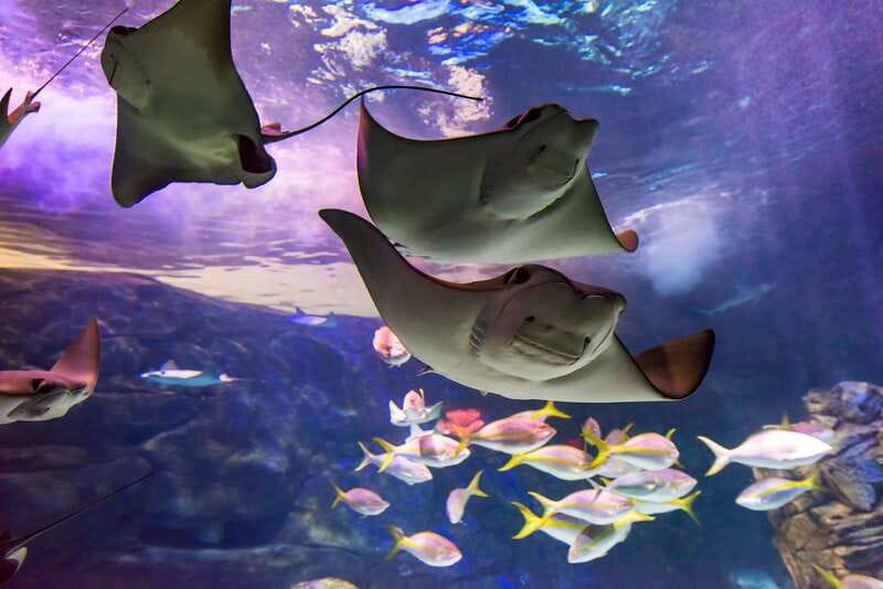 Ripley's Aquarium: Sharks After Dark Entry (After 5PM) - Key things to know before you go