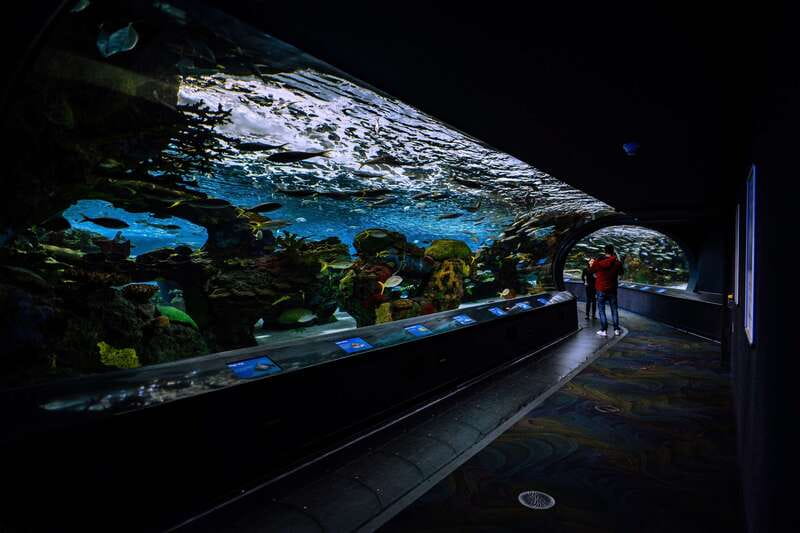 Ripley's Aquarium: Sharks After Dark Entry (After 5PM) - Jazz Fridays in the aquarium: music on the second Friday