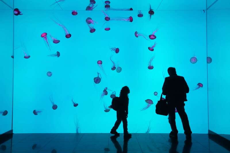Ripley's Aquarium: Sharks After Dark Entry (After 5PM) - Getting there from Union Station without stress