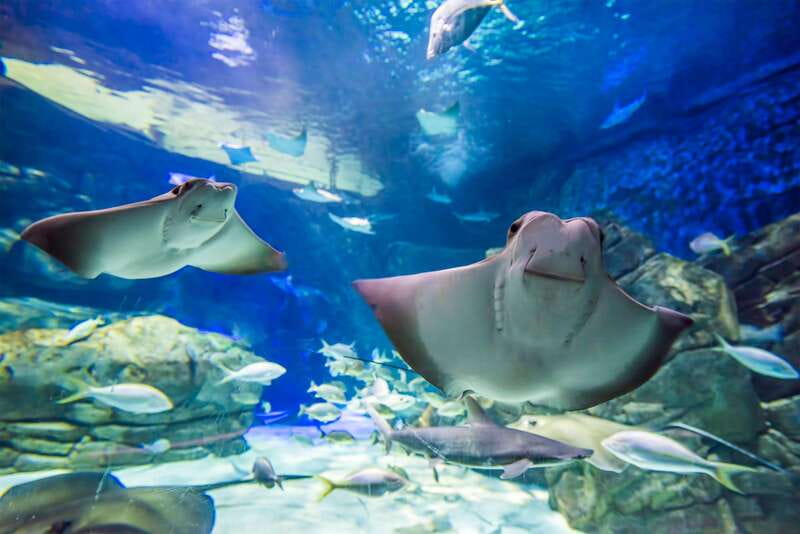 Ripley's Aquarium: Sharks After Dark Entry (After 5PM) - Your 2-hour plan: how to pace nine galleries