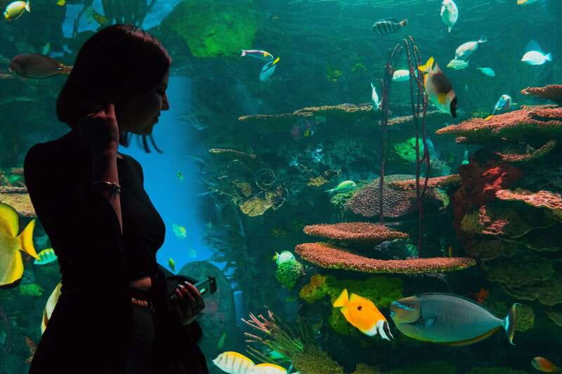 Ripley's Aquarium: Sharks After Dark Entry (After 5PM) - The main galleries: 20,000 animals, natural-style habitats