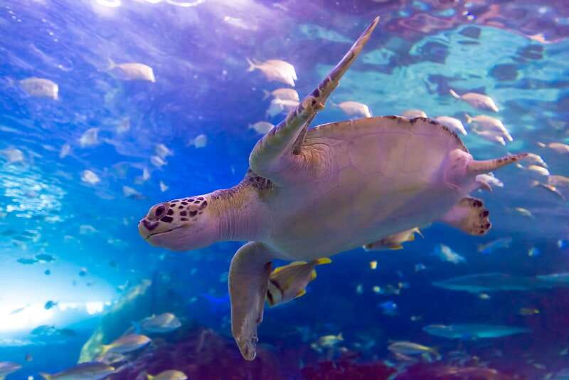 Ripley's Aquarium: Sharks After Dark Entry (After 5PM) - Stingray touch pools and hands-on exhibits
