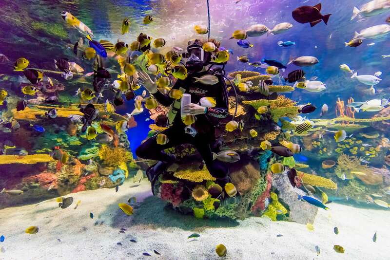 Ripley's Aquarium: Sharks After Dark Entry (After 5PM) - Live underwater presentations: where to fit them in