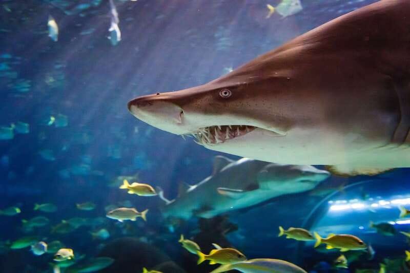 Ripley's Aquarium: Sharks After Dark Entry (After 5PM) - Price and value: what $33 gets you after 5