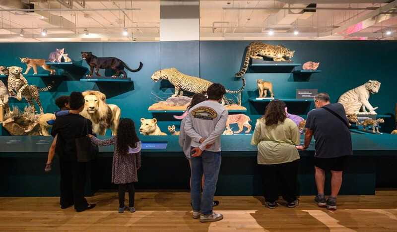 Royal Ontario Museum Revealed: A Guided Tour Through History - Price and value: $64 for tickets plus a real guide