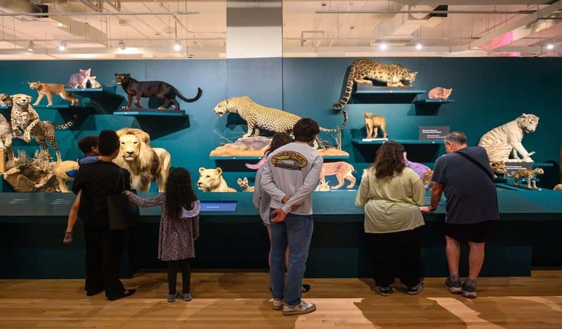 Royal Ontario Museum Revealed: A Guided Tour Through History - Dinosaur skeletons: the highlight you’ll remember longer