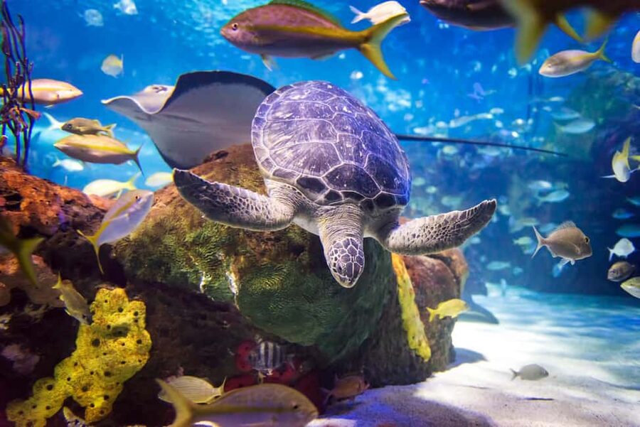 Toronto CityPASS®: Save up to 38% at 5 Top Attractions - Key Points You Should Know Before You Buy