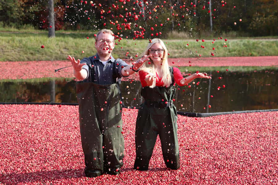 Toronto: Muskoka Cranberry Farm and Hardy Lake Hike - Muskoka Lakes Farm and Winery cranberry marsh: waders, photos, and big fall color