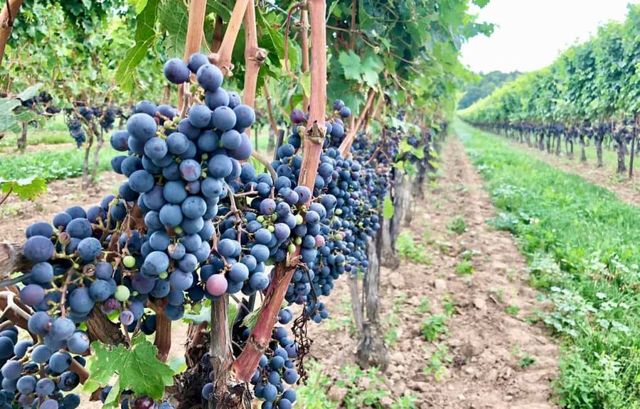 Toronto: Niagara-on-the-Lake, Wine Tasting & Chocolate Tour - Who should book this tour (and who might want to choose differently)