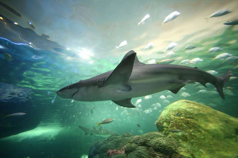 Toronto: Ripley's Aquarium of Canada Entry Ticket - Key highlights at a glance