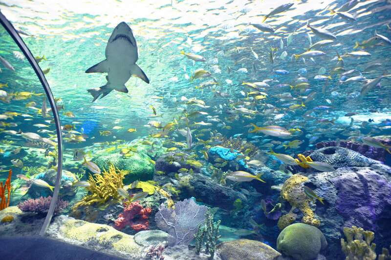 Toronto: Ripley's Aquarium of Canada Entry Ticket - The underwater tunnel: sharks overhead, moving floor underfoot