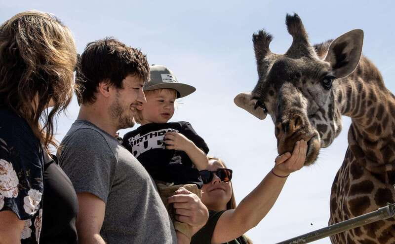 Toronto: Toronto Zoo Entry Ticket - Toronto Zoo entry in 1 day: plan like you’re touring a whole park, not a loop