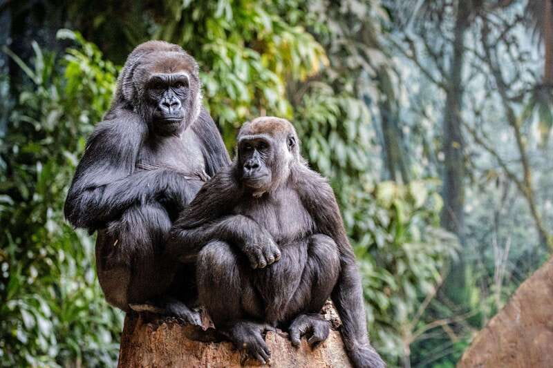 Toronto: Toronto Zoo Entry Ticket - Ticket value at $22: what you’re really paying for