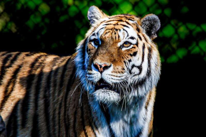 Toronto: Toronto Zoo Entry Ticket - How to choose your route without getting overwhelmed