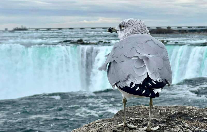 Toronto: Winter Niagara Falls Tour with Attractions Package - Maple Leaf Place: A Short Break That’s Actually Worth It