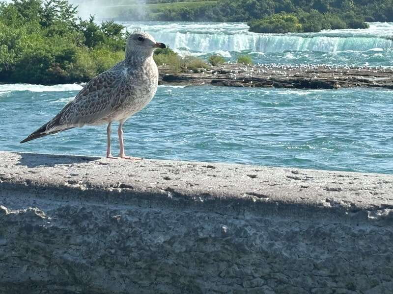Walking Tour of Niagara Falls Canada and Hornblower Boat - What To Wear (and Bring) for Real Mist, Real Photos, and Real Comfort