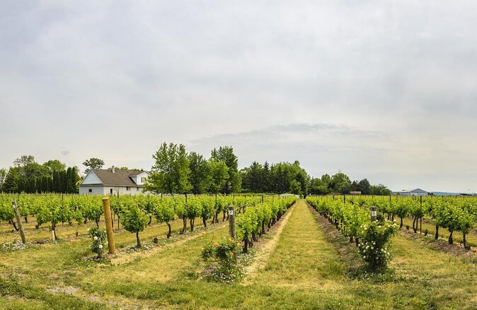 Wine & Cheese Half Day Tour - Niagara On The Lake Wine Tour - Quick hits
