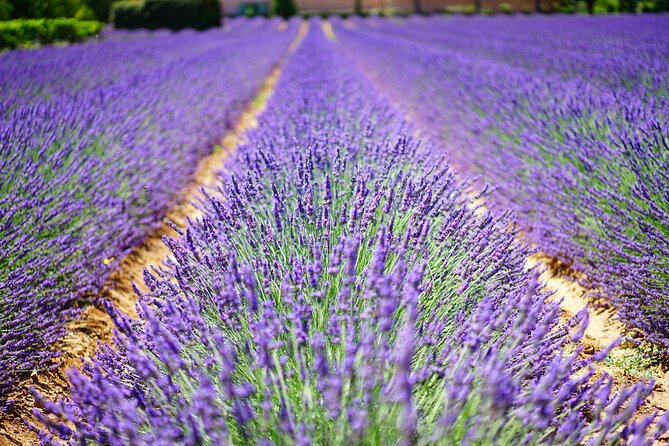 Wine Tasting and lavender Farm Tours - Niagara-on-the-Lake Start: Wine Country Timing Without the Hassle